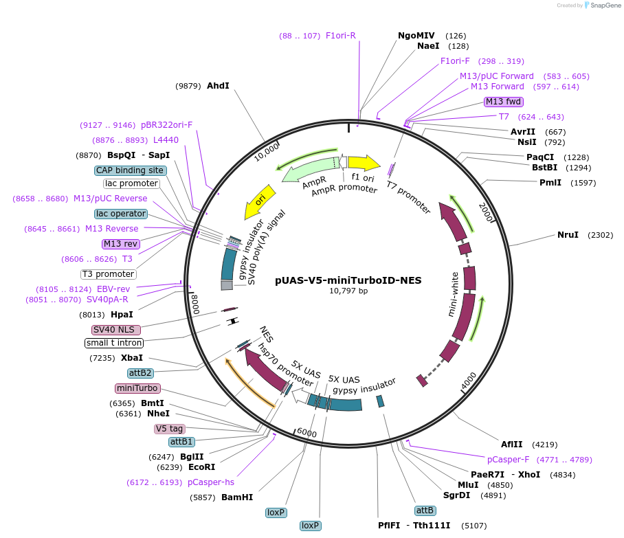 116905-plasmid-map-sequence-id-224244