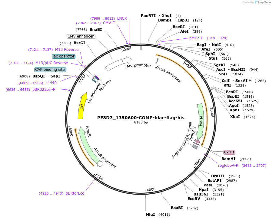 110968-plasmid-map-sequence-id-224245