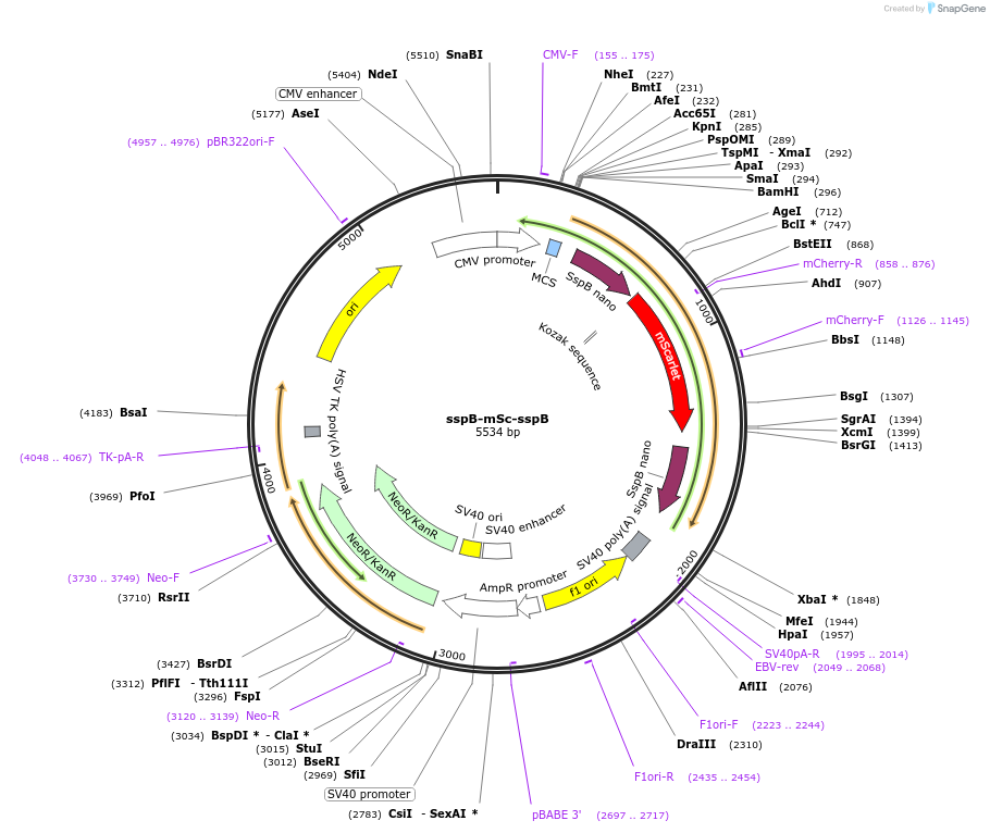 114422-plasmid-map-sequence-id-224246