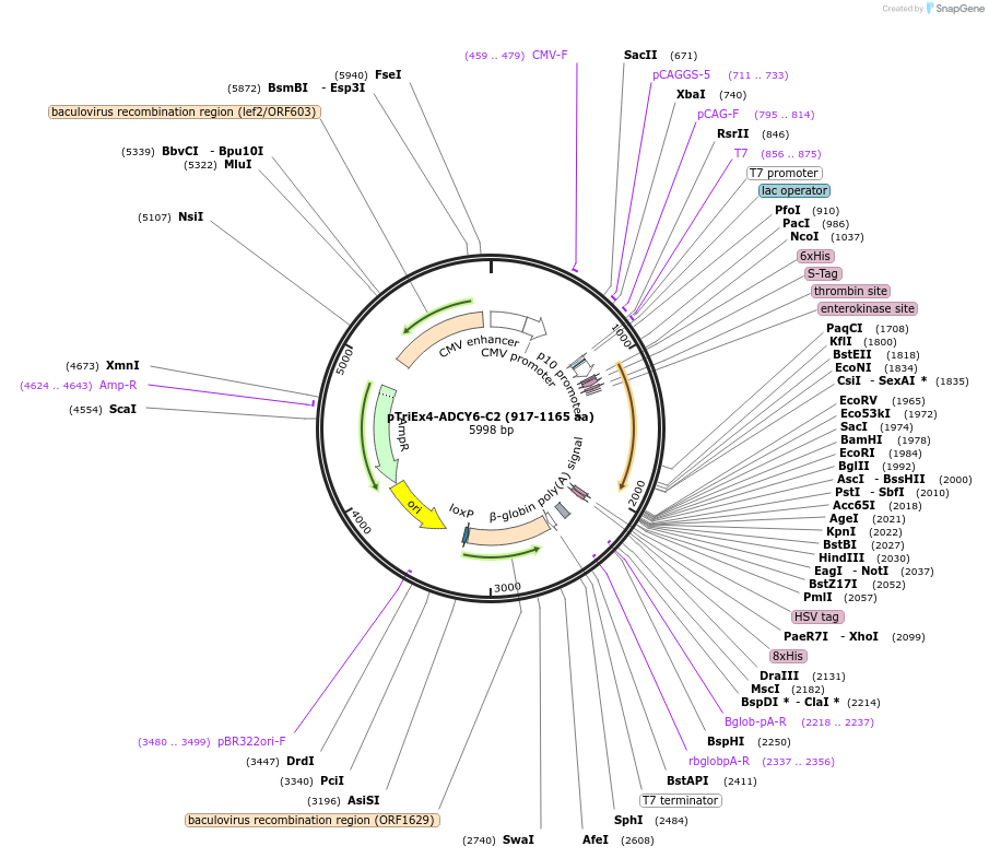 113904-plasmid-map-sequence-id-224250