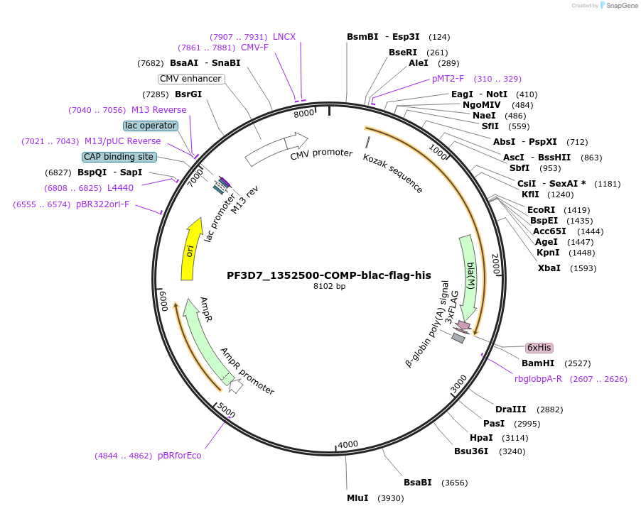 110969-plasmid-map-sequence-id-224251