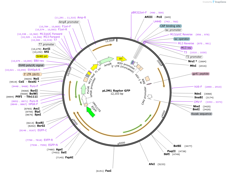 112744-plasmid-map-sequence-id-224255