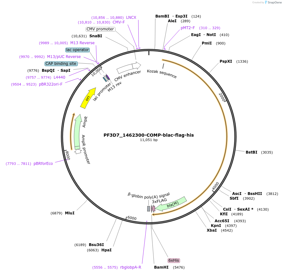 110970-plasmid-map-sequence-id-224257