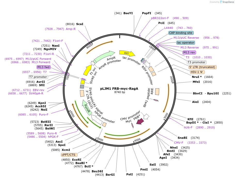 112740-plasmid-map-sequence-id-224259