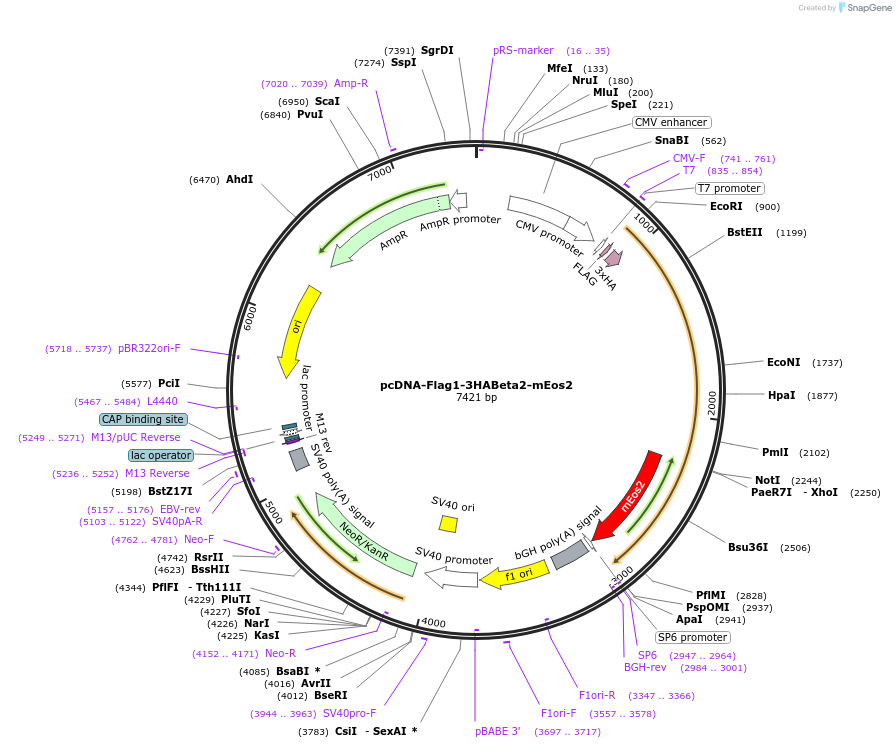 114187-plasmid-map-sequence-id-224260