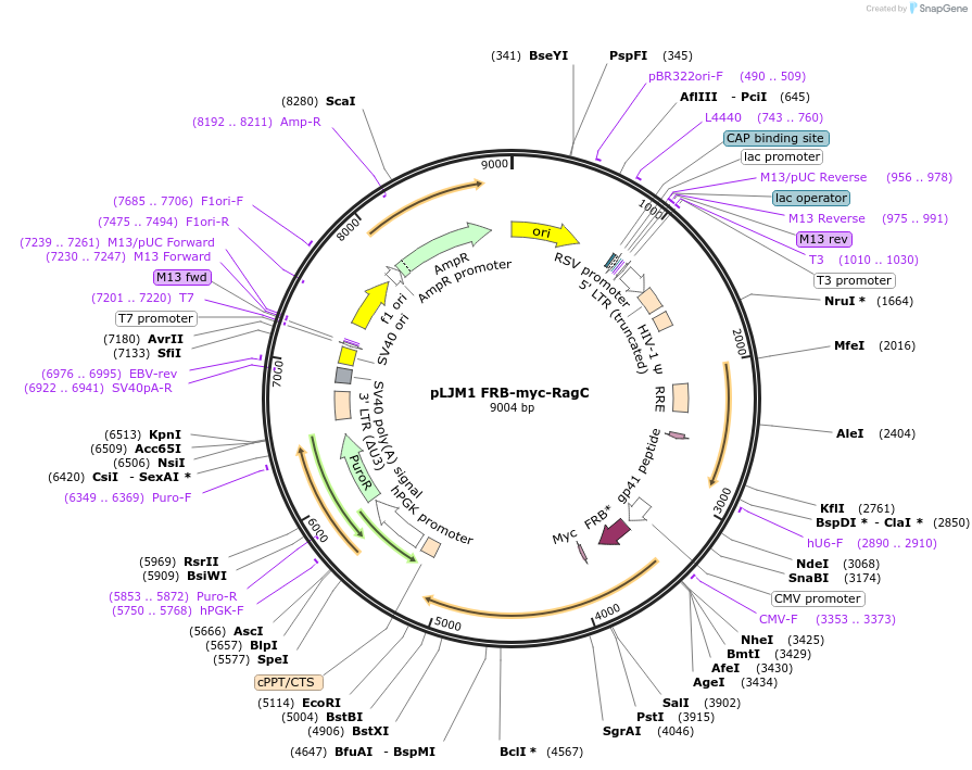 112741-plasmid-map-sequence-id-224261