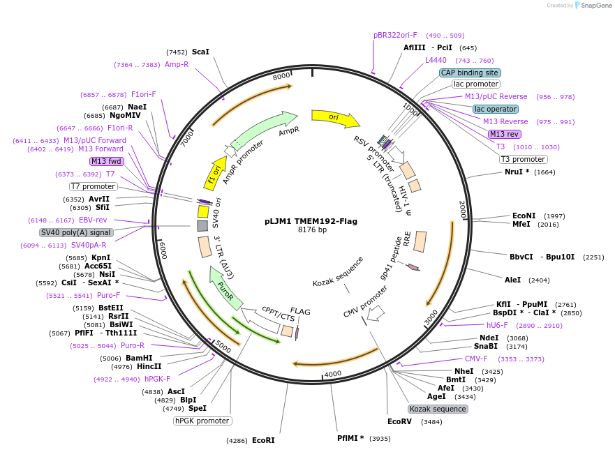 112742-plasmid-map-sequence-id-224267