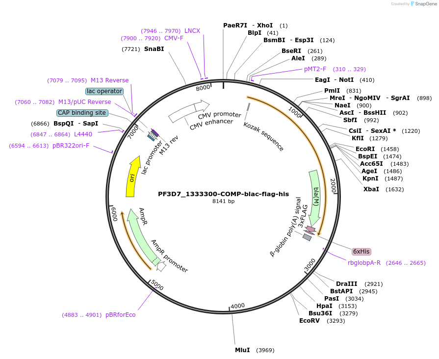 110972-plasmid-map-sequence-id-224268