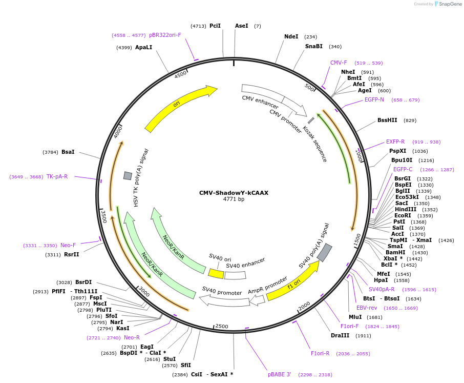 115564-plasmid-map-sequence-id-224281