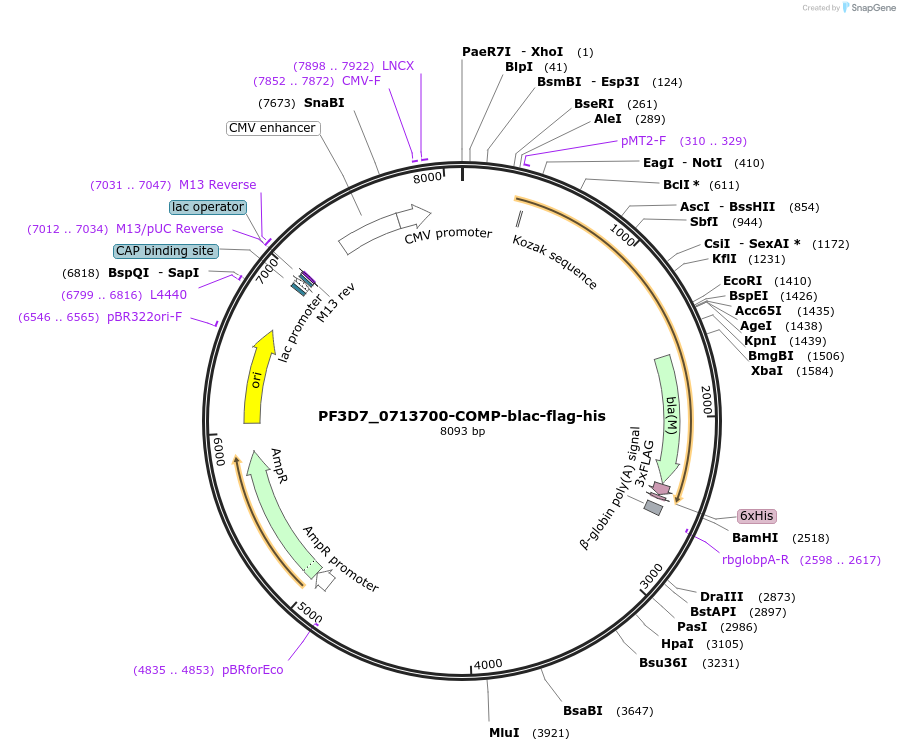 110986-plasmid-map-sequence-id-224282