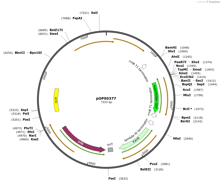 115509-plasmid-map-sequence-id-224290