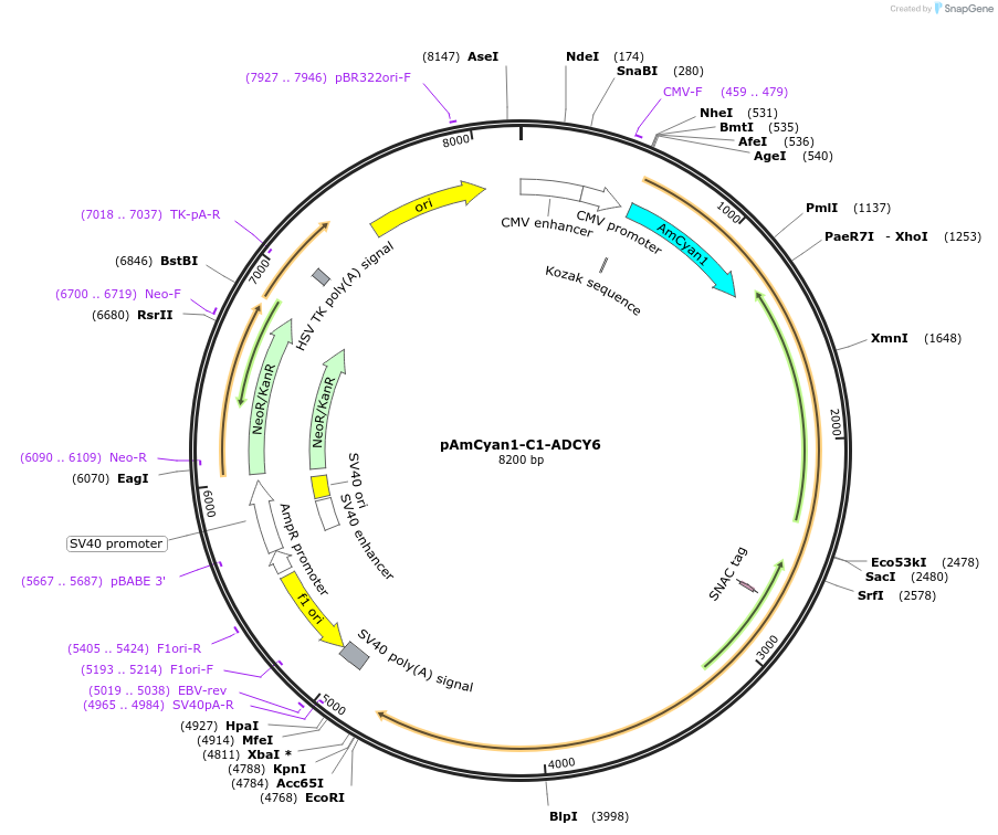 113905-plasmid-map-sequence-id-224293