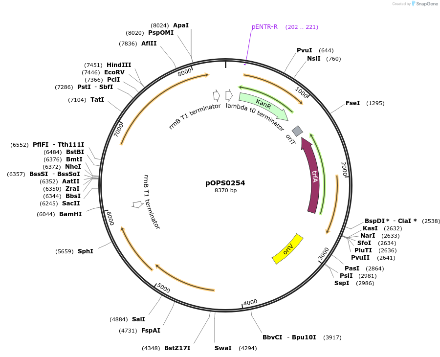 115506-plasmid-map-sequence-id-224294