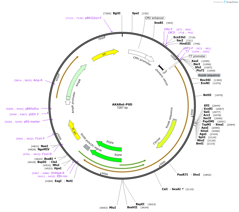 114732-plasmid-map-sequence-id-224299