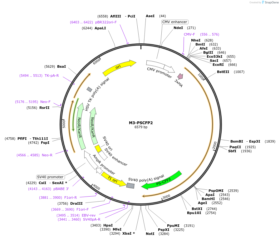 114185-plasmid-map-sequence-id-224300