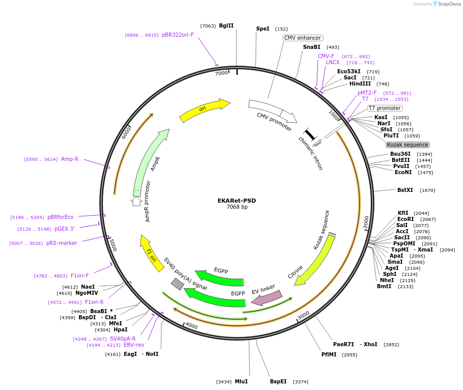 114723-plasmid-map-sequence-id-224301