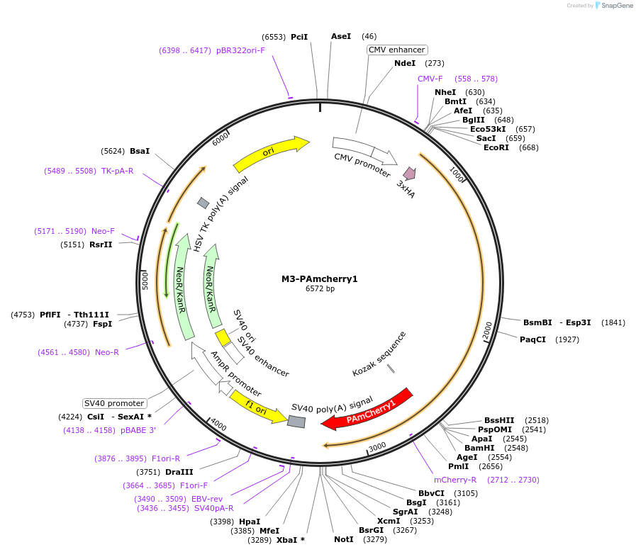 114189-plasmid-map-sequence-id-224304