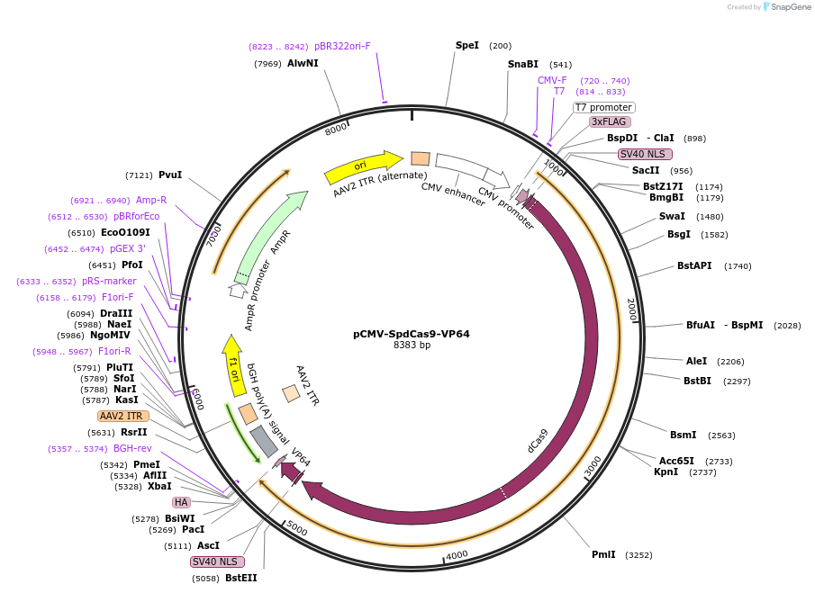 115794-plasmid-map-sequence-id-224306