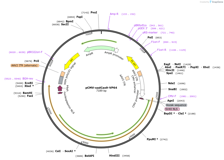 115790-plasmid-map-sequence-id-224308