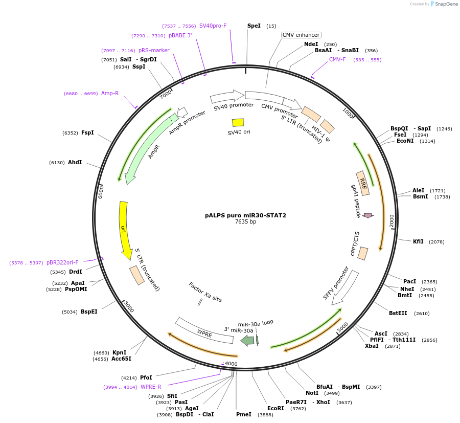 117161-plasmid-map-sequence-id-224313