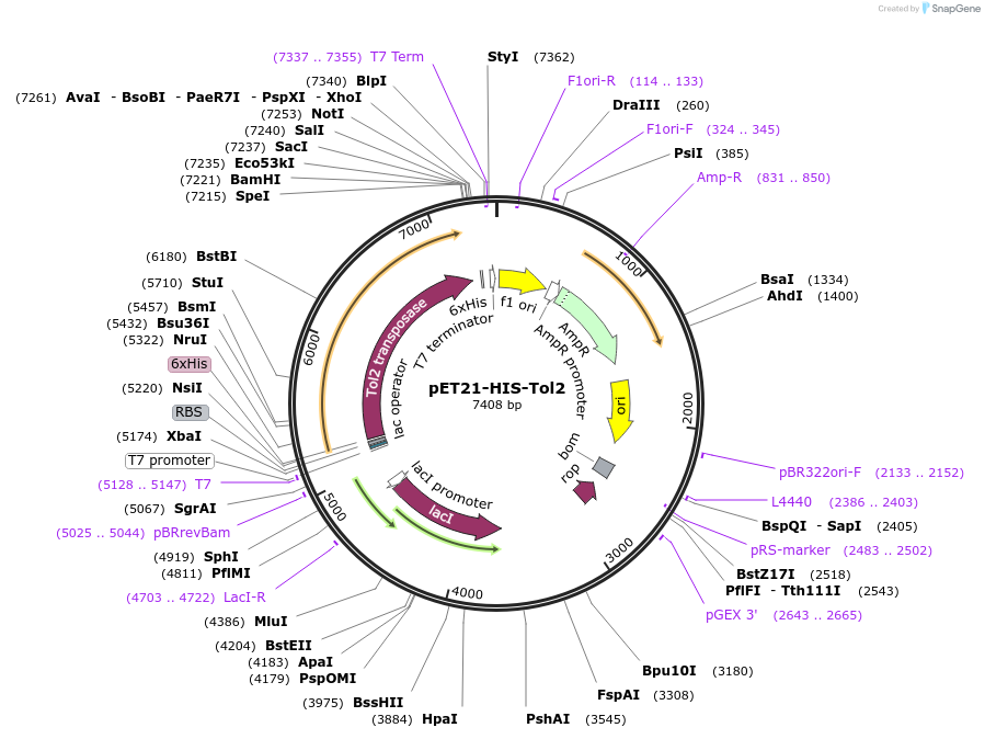 112486-plasmid-map-sequence-id-224315