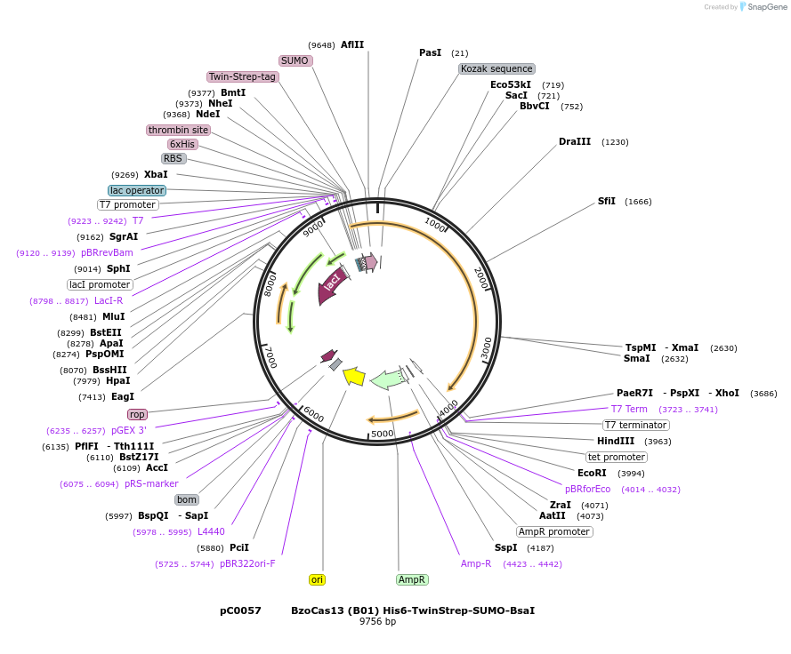 115207-plasmid-map-sequence-id-224333