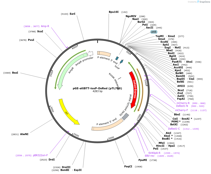 115160-plasmid-map-sequence-id-224340