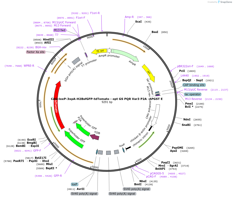113847-plasmid-map-sequence-id-224343