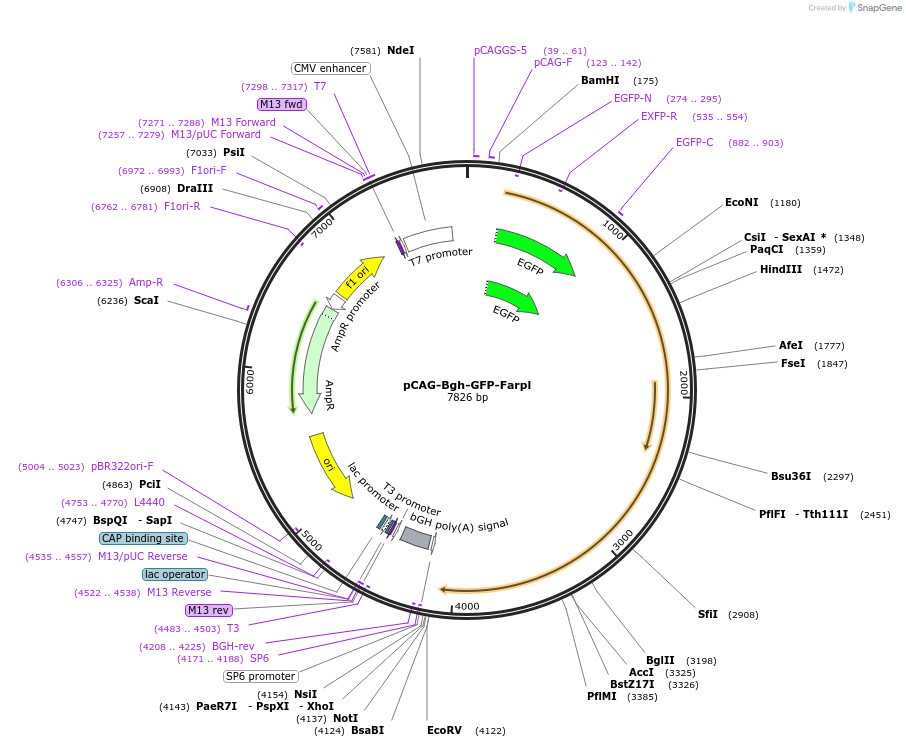 115501-plasmid-map-sequence-id-224344
