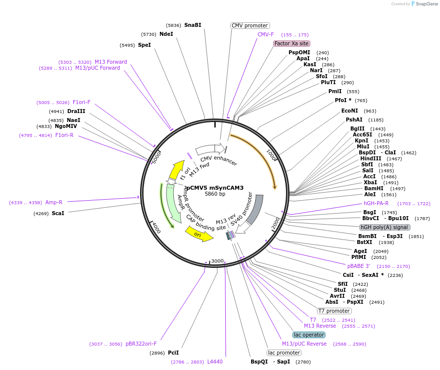 115498-plasmid-map-sequence-id-224346