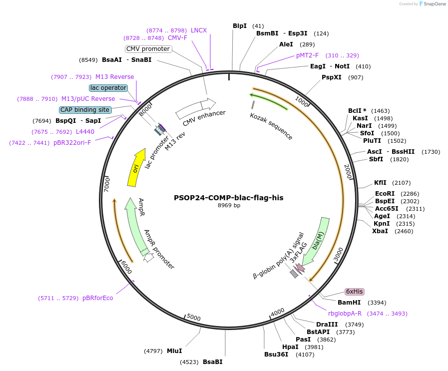 110983-plasmid-map-sequence-id-224370