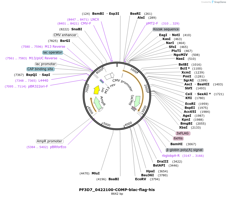 110984-plasmid-map-sequence-id-224371