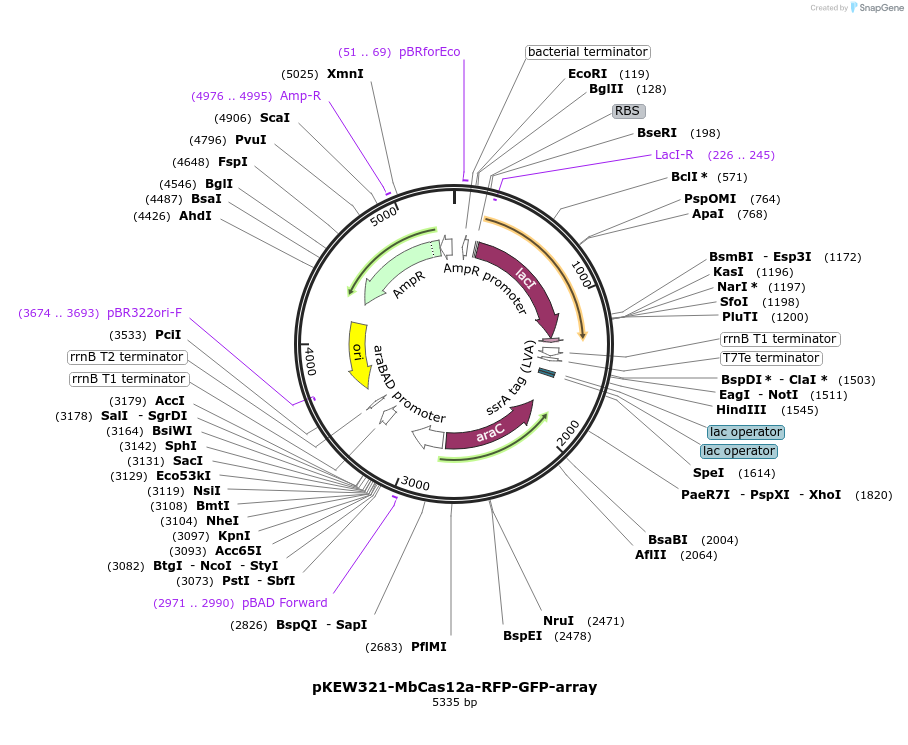 115661-plasmid-map-sequence-id-224373