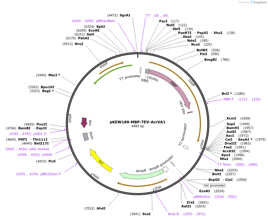 115660-plasmid-map-sequence-id-224374