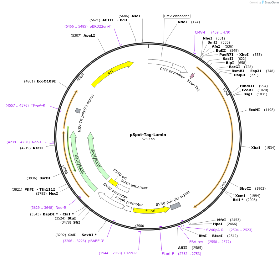 117062-plasmid-map-sequence-id-224387