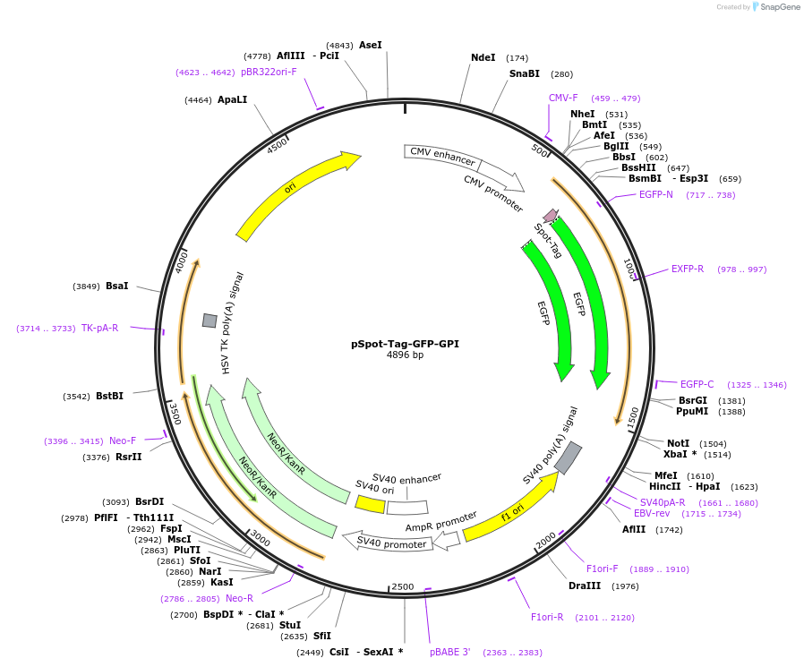 117061-plasmid-map-sequence-id-224390