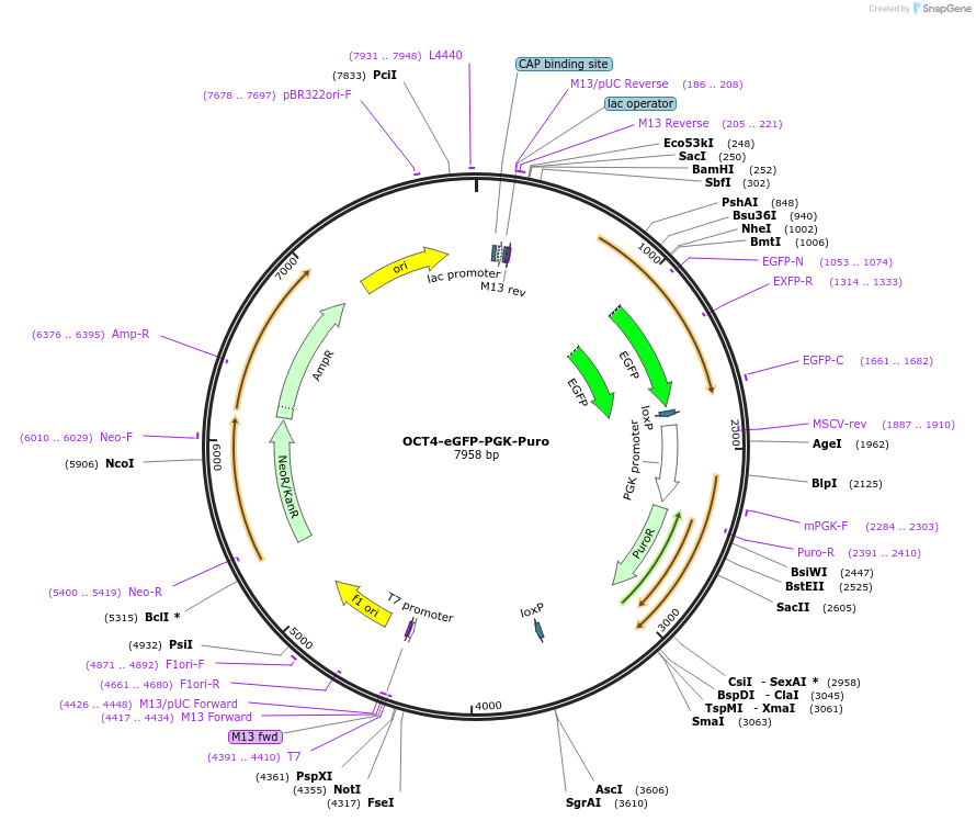 31937-plasmid-map-sequence-id-224391