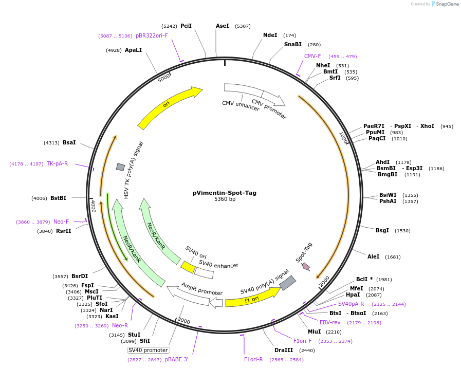 117059-plasmid-map-sequence-id-224393