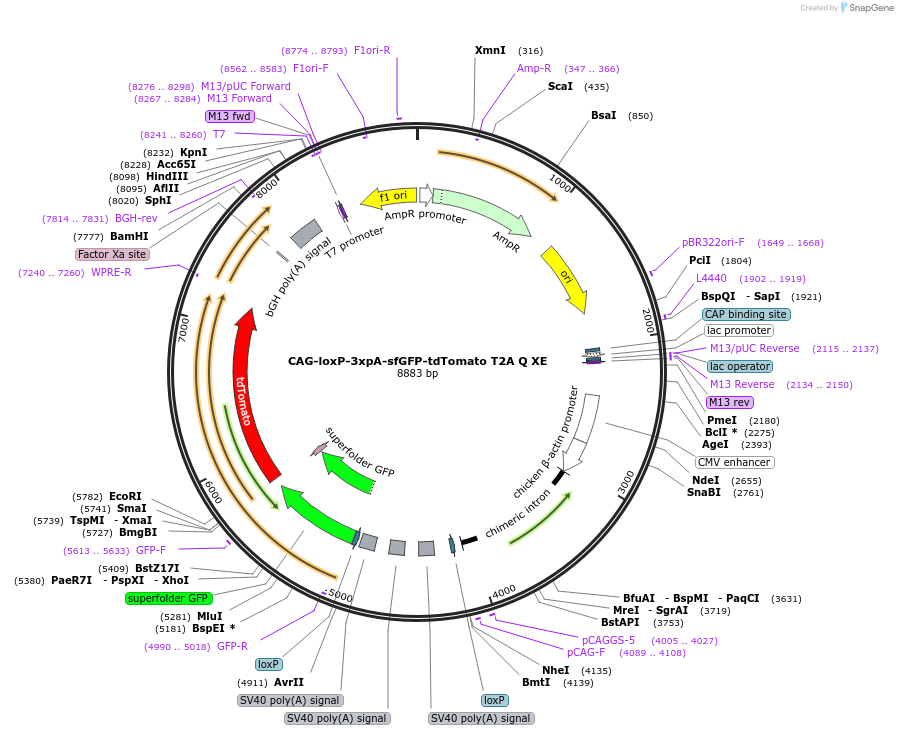 113852-plasmid-map-sequence-id-224394
