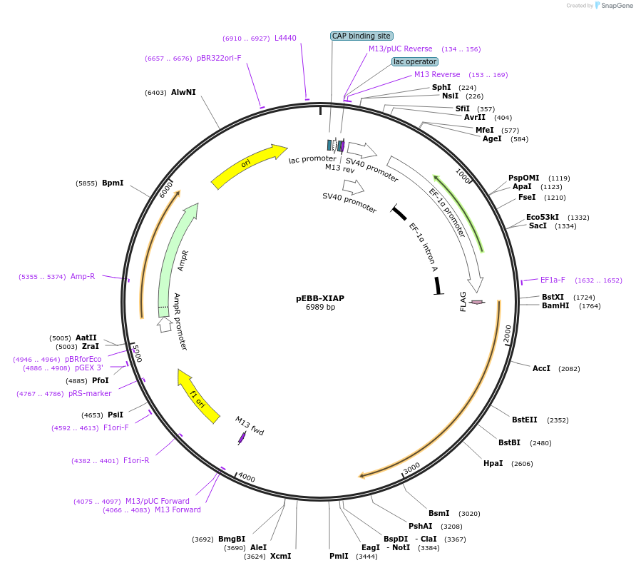 11558-plasmid-map-sequence-id-224395