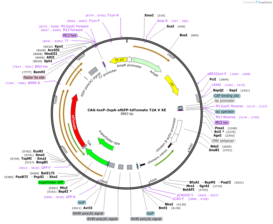 113853-plasmid-map-sequence-id-224396