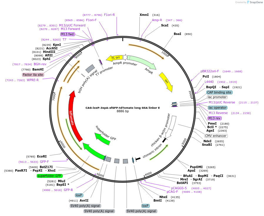 113855-plasmid-map-sequence-id-224399