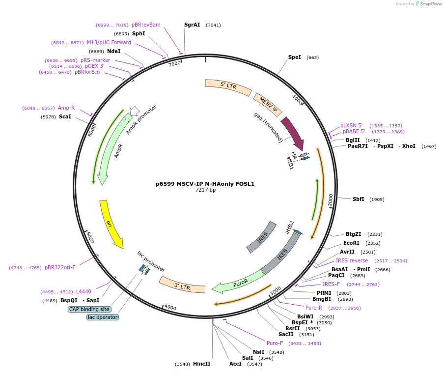 34897-plasmid-map-sequence-id-224433