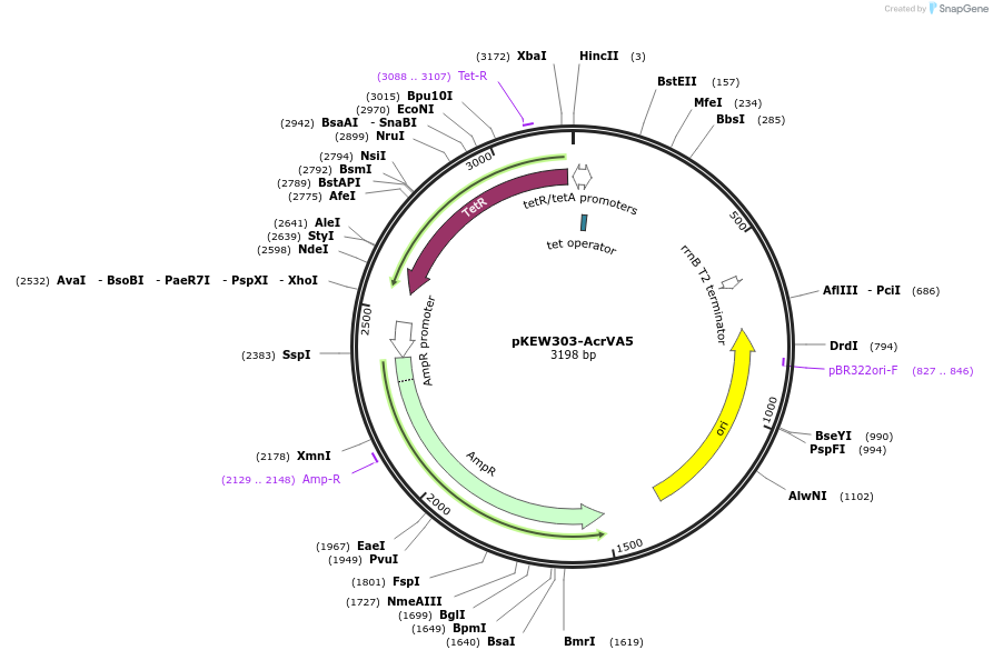 115657-plasmid-map-sequence-id-224436