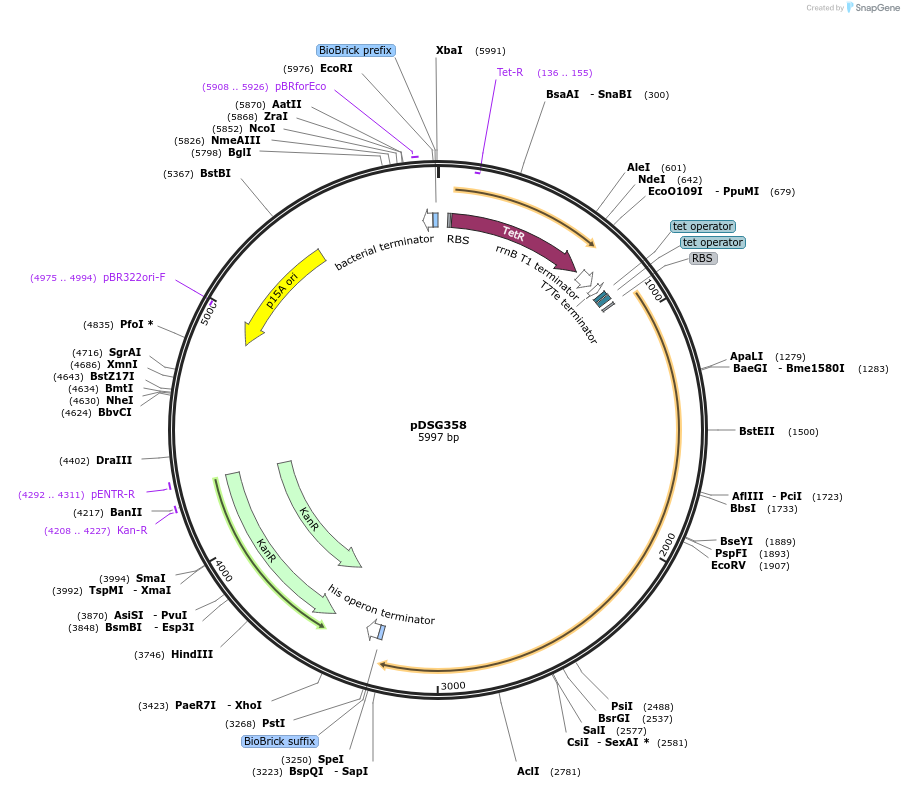 115599-plasmid-map-sequence-id-224437