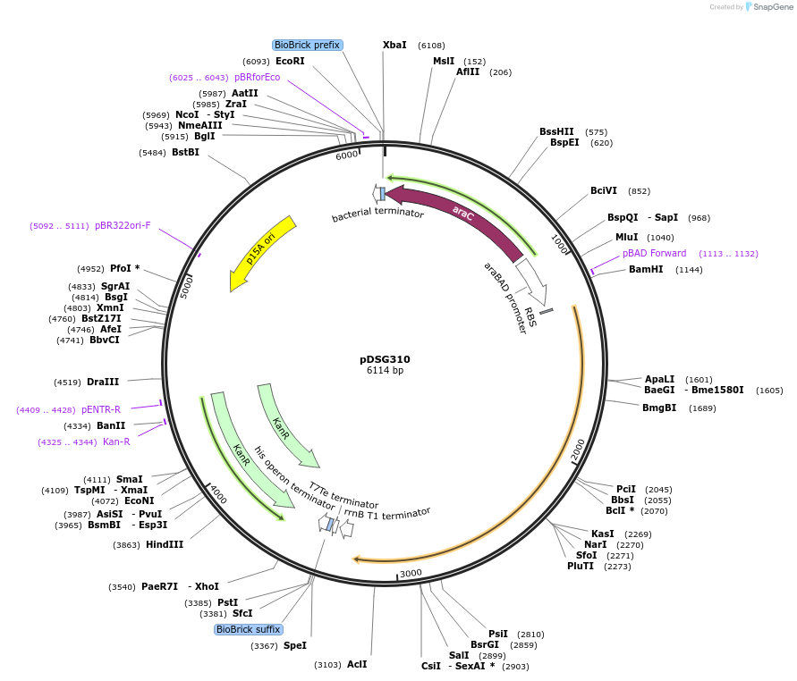115611-plasmid-map-sequence-id-224451