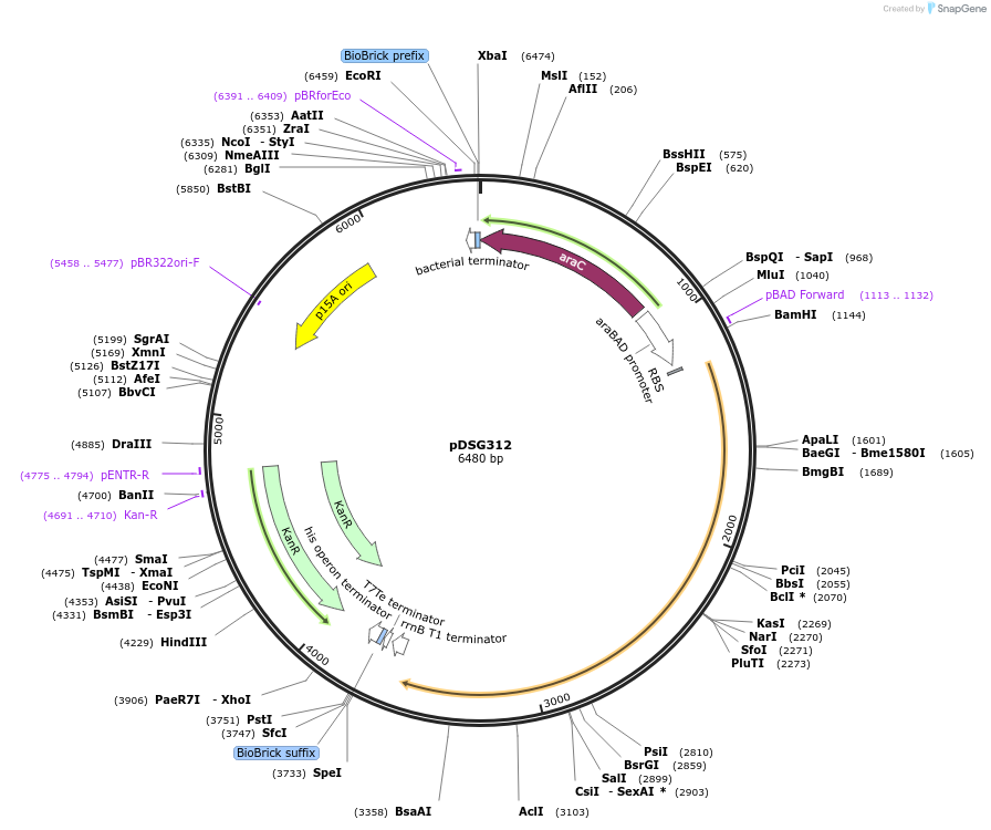 115613-plasmid-map-sequence-id-224458