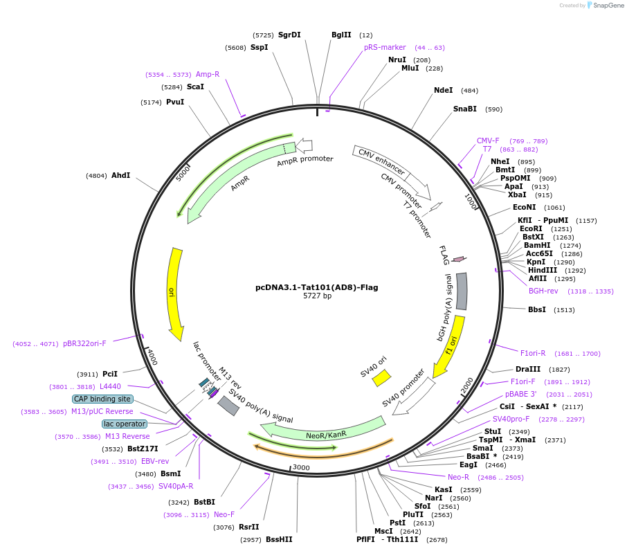 115777-plasmid-map-sequence-id-224459