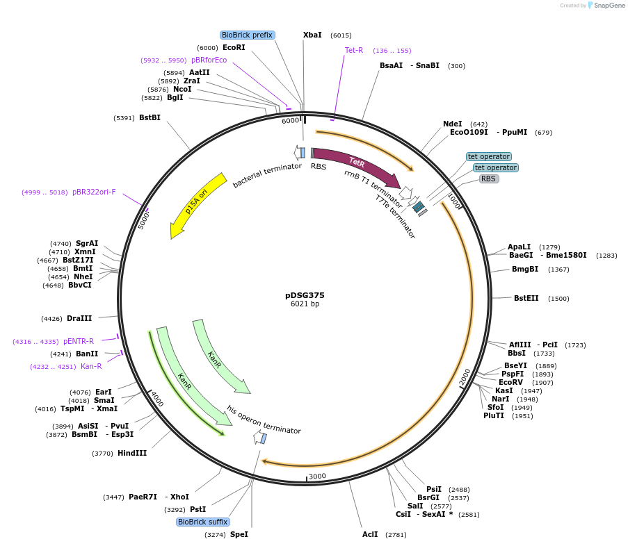 115603-plasmid-map-sequence-id-224461
