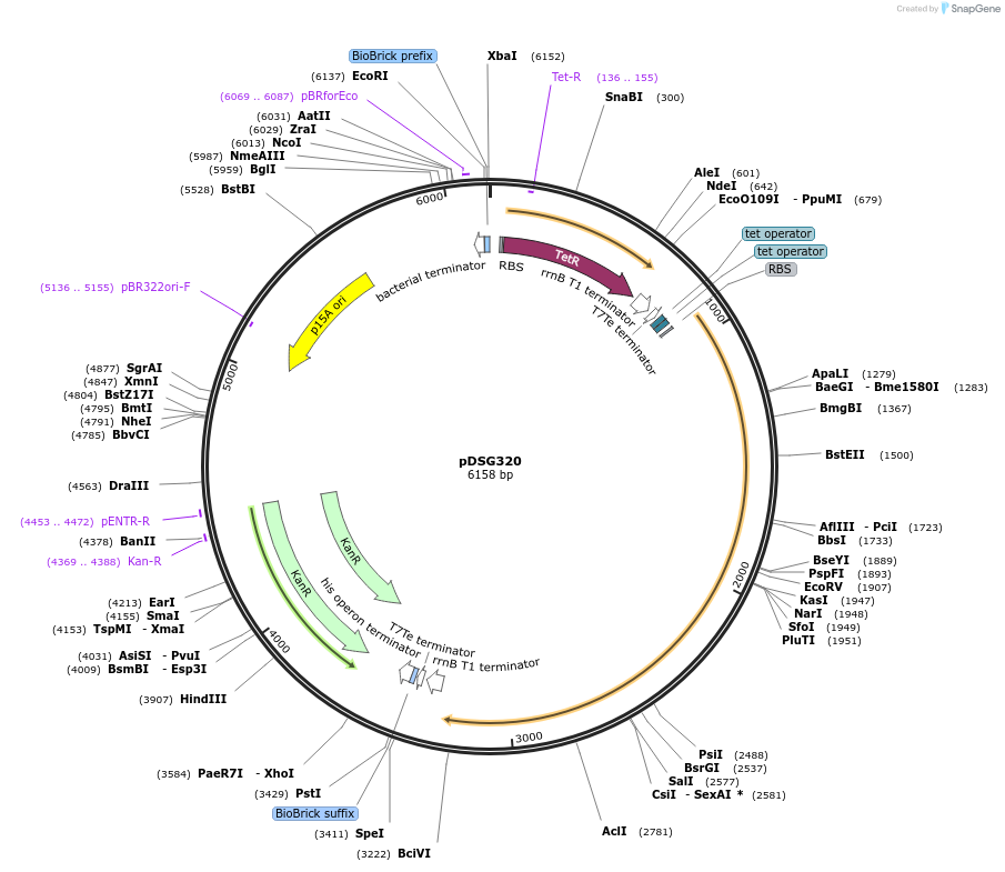 115597-plasmid-map-sequence-id-224462